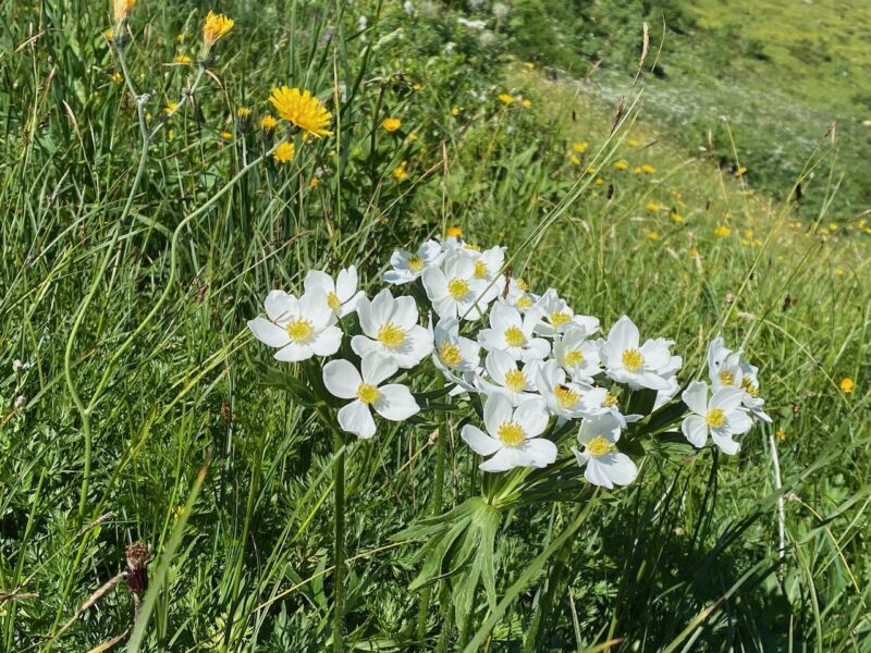 St Johann in summer. Image © PlanetSKI
